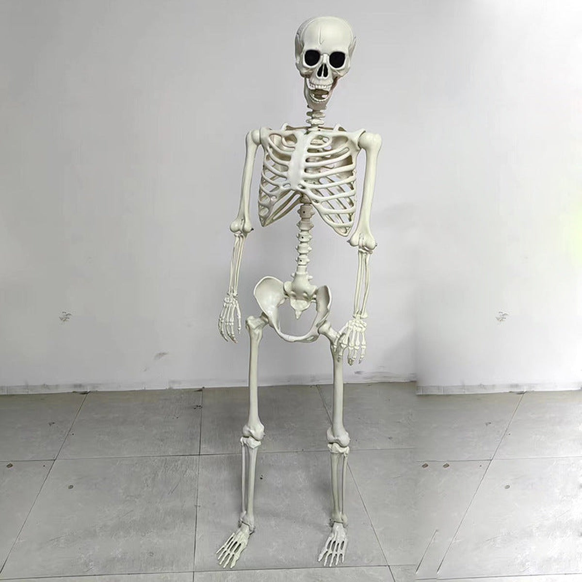 Staand skelet van 165 cm met beweegbare gewrichten