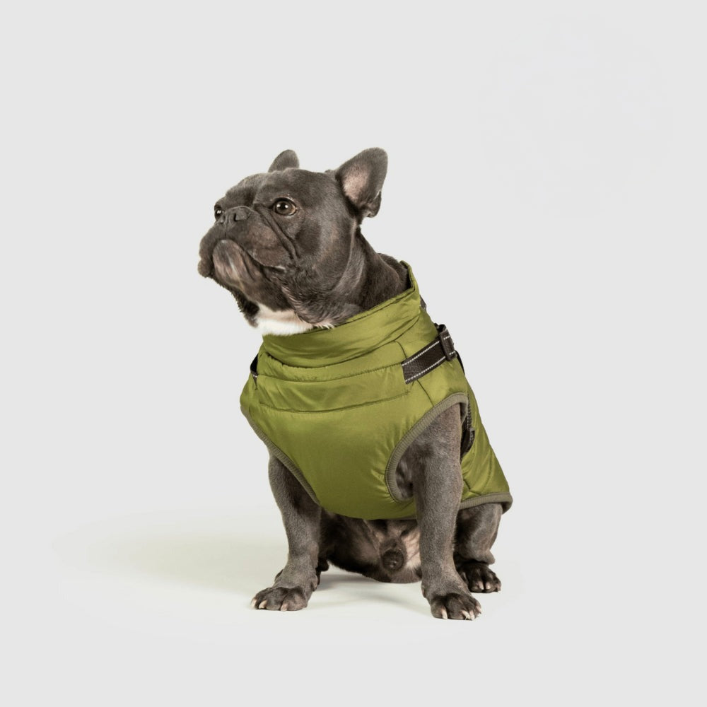 Franse bulldog in een olijfgroene hondenjas