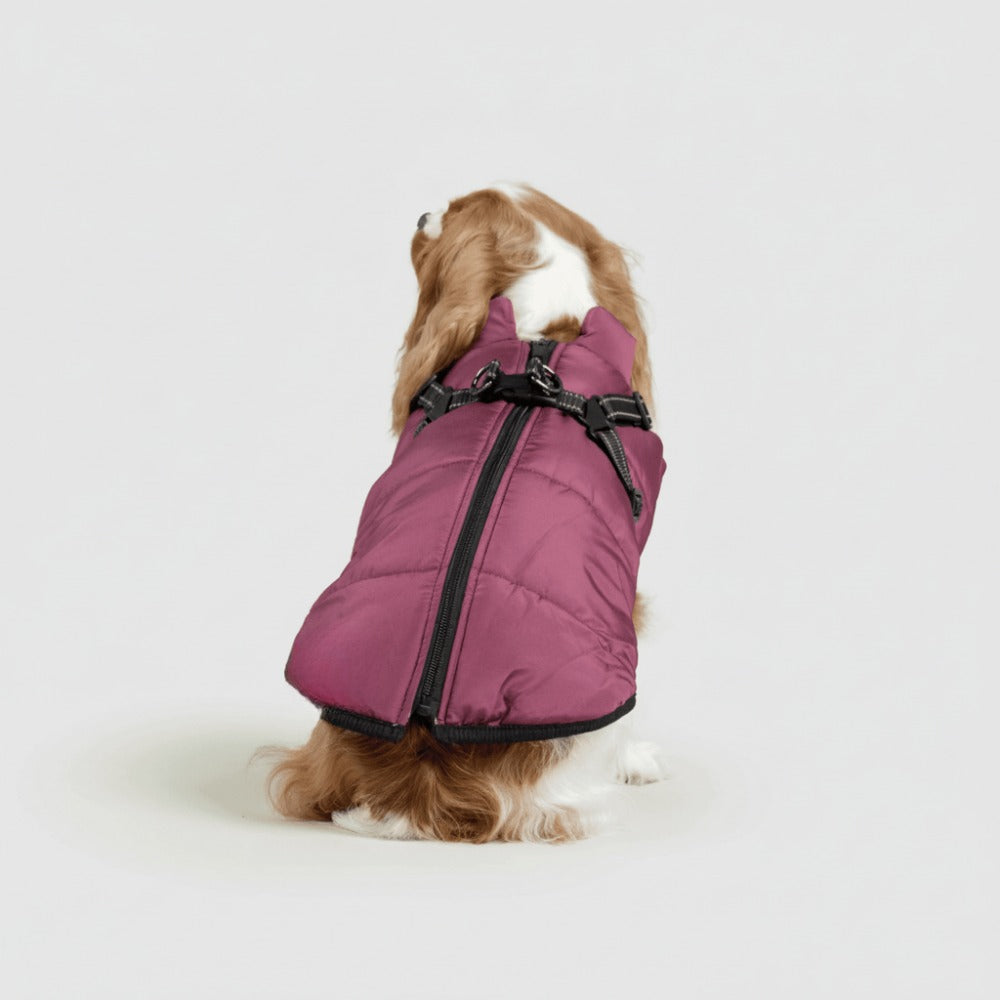 Cavalier in een bordeauxrode hondenjas