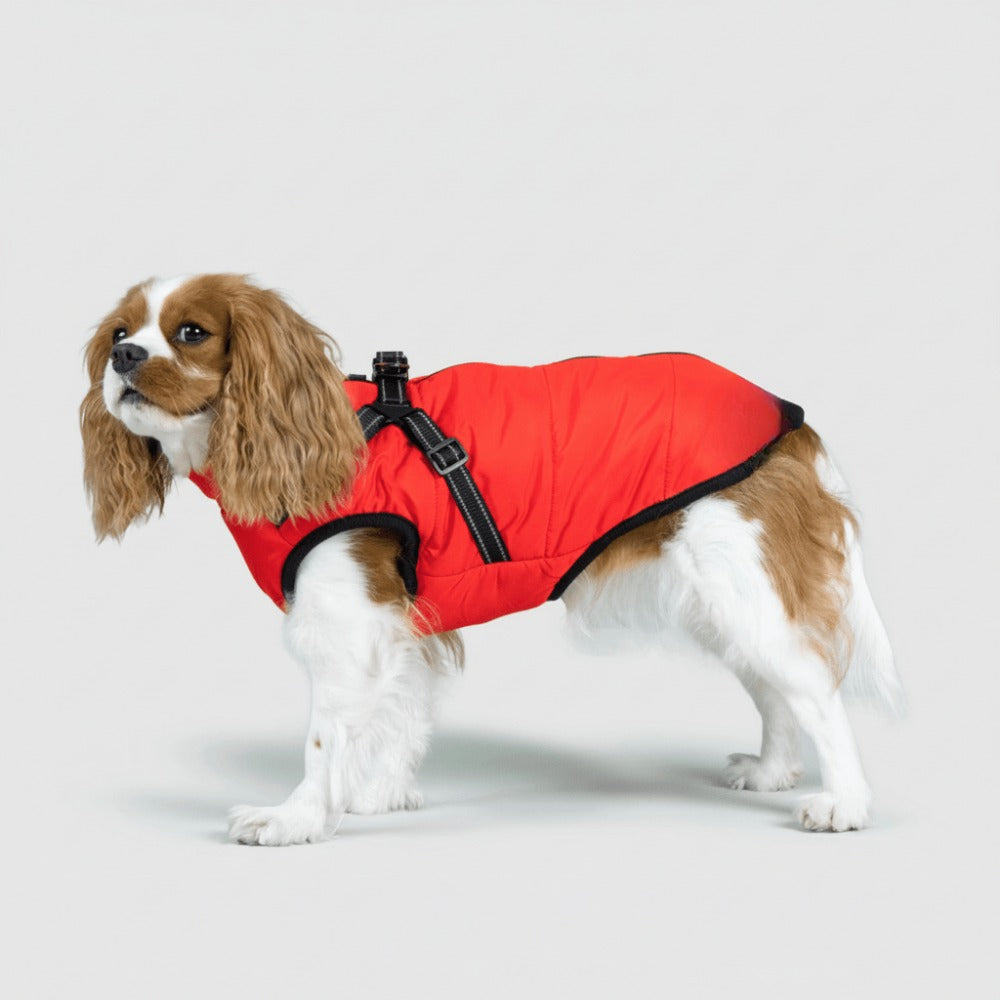 Cavalier in een rode hondenjas met tuig