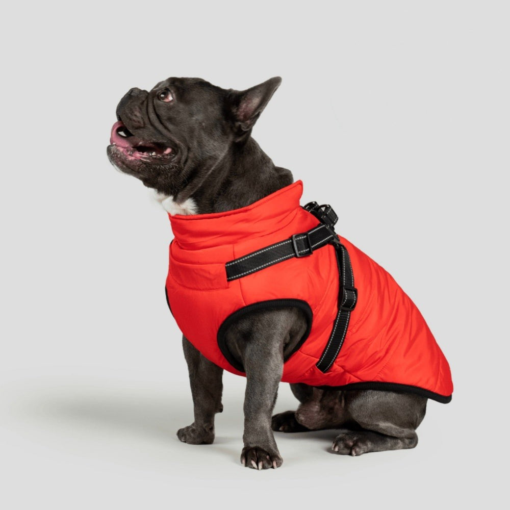 Franse bulldog in een rode winterjas met tuig