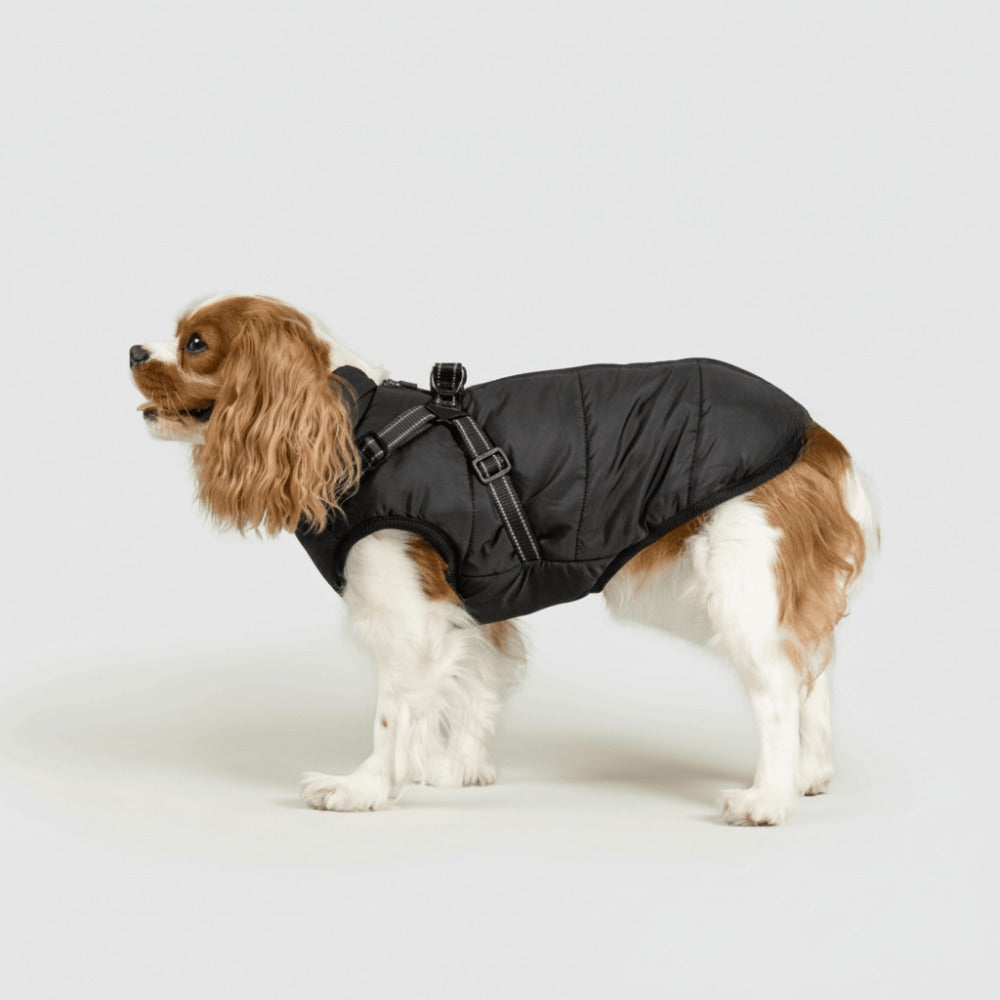 Cavalier in een zwarte hondenjas met tuig
