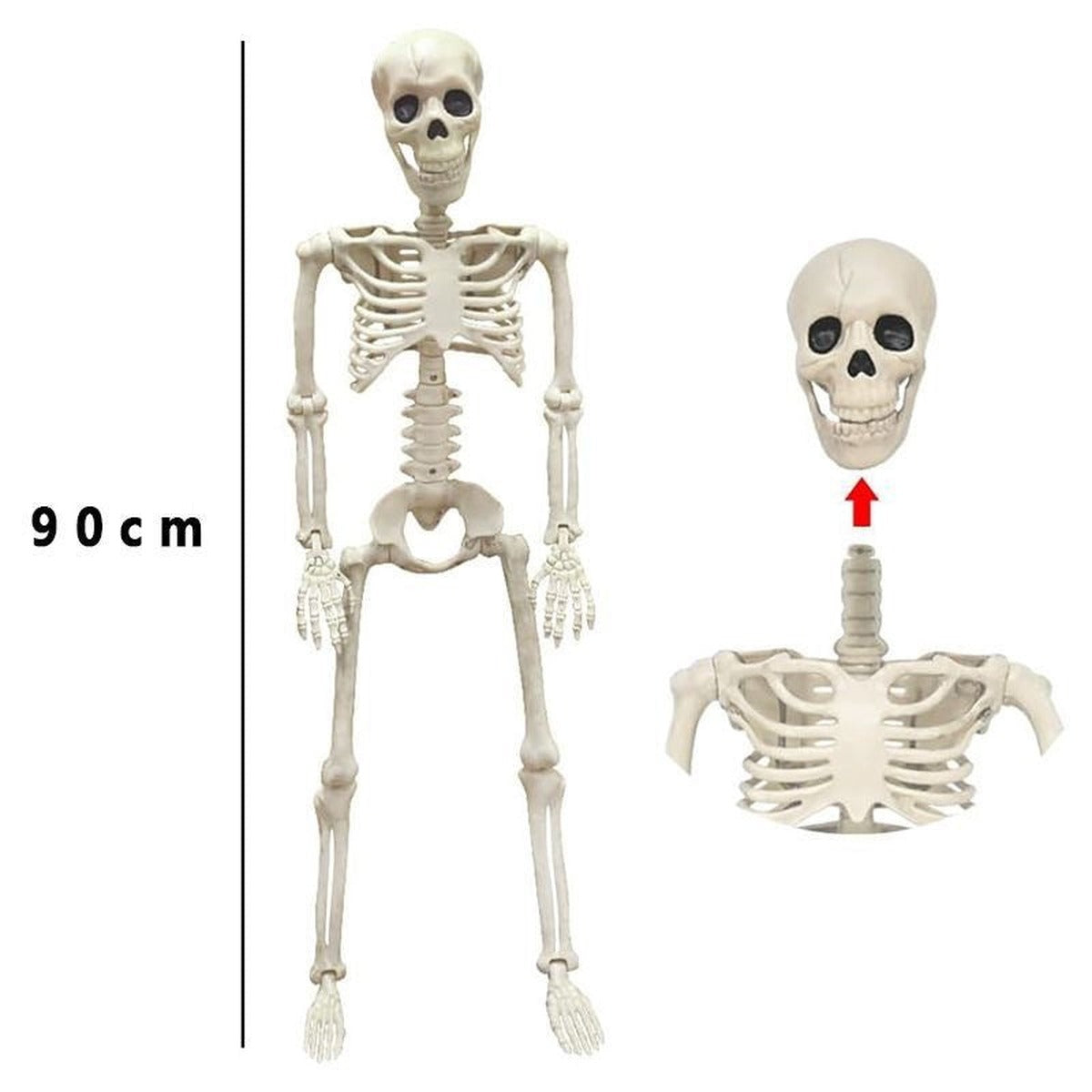 Skelet van 90 cm, de schedel zet je er los op