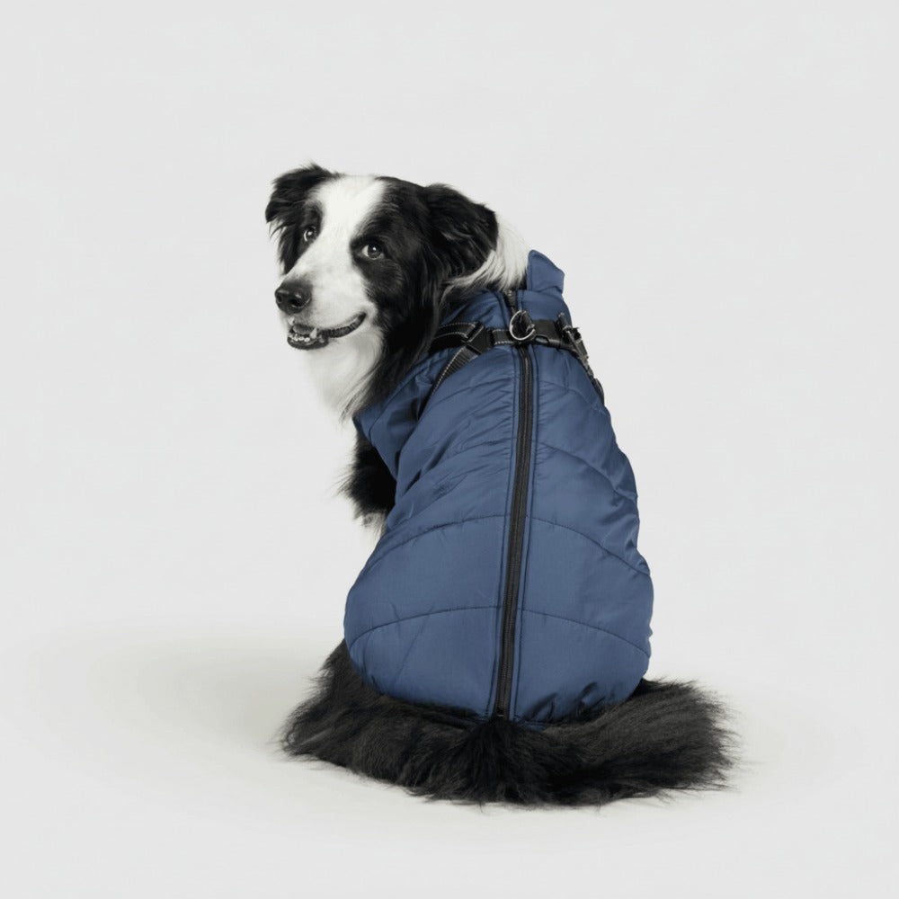 Border collie in een blauwe hondenjas