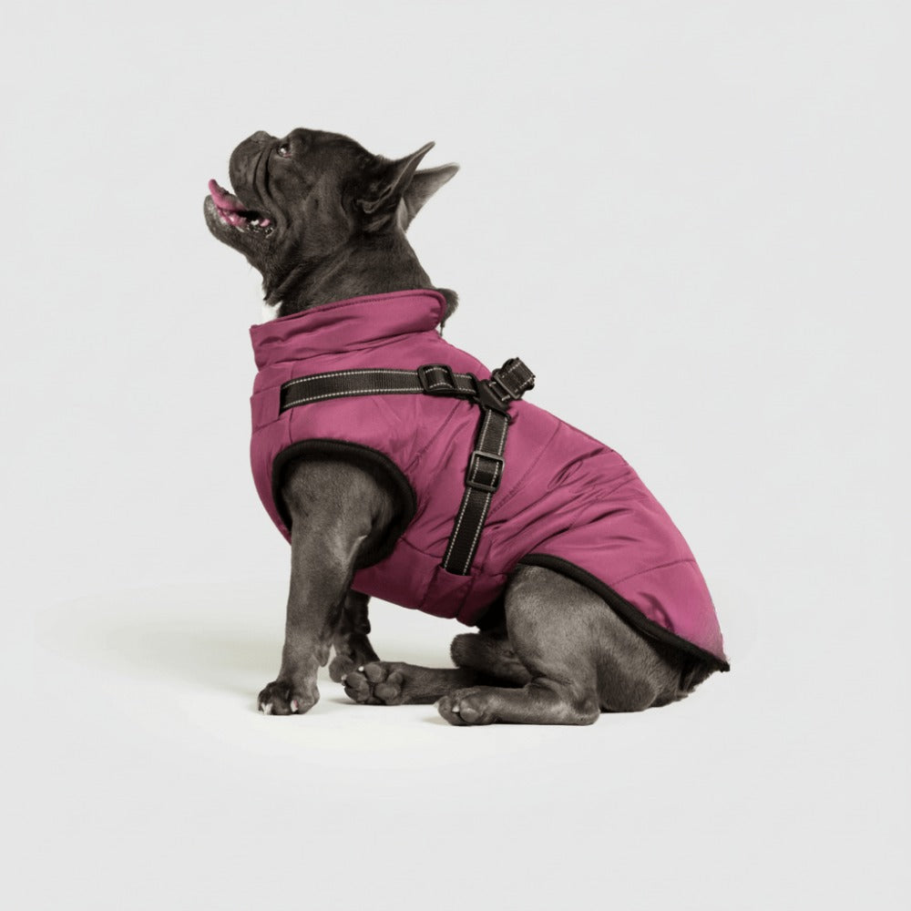 Franse bulldog in een bordeauxrode hondenjas