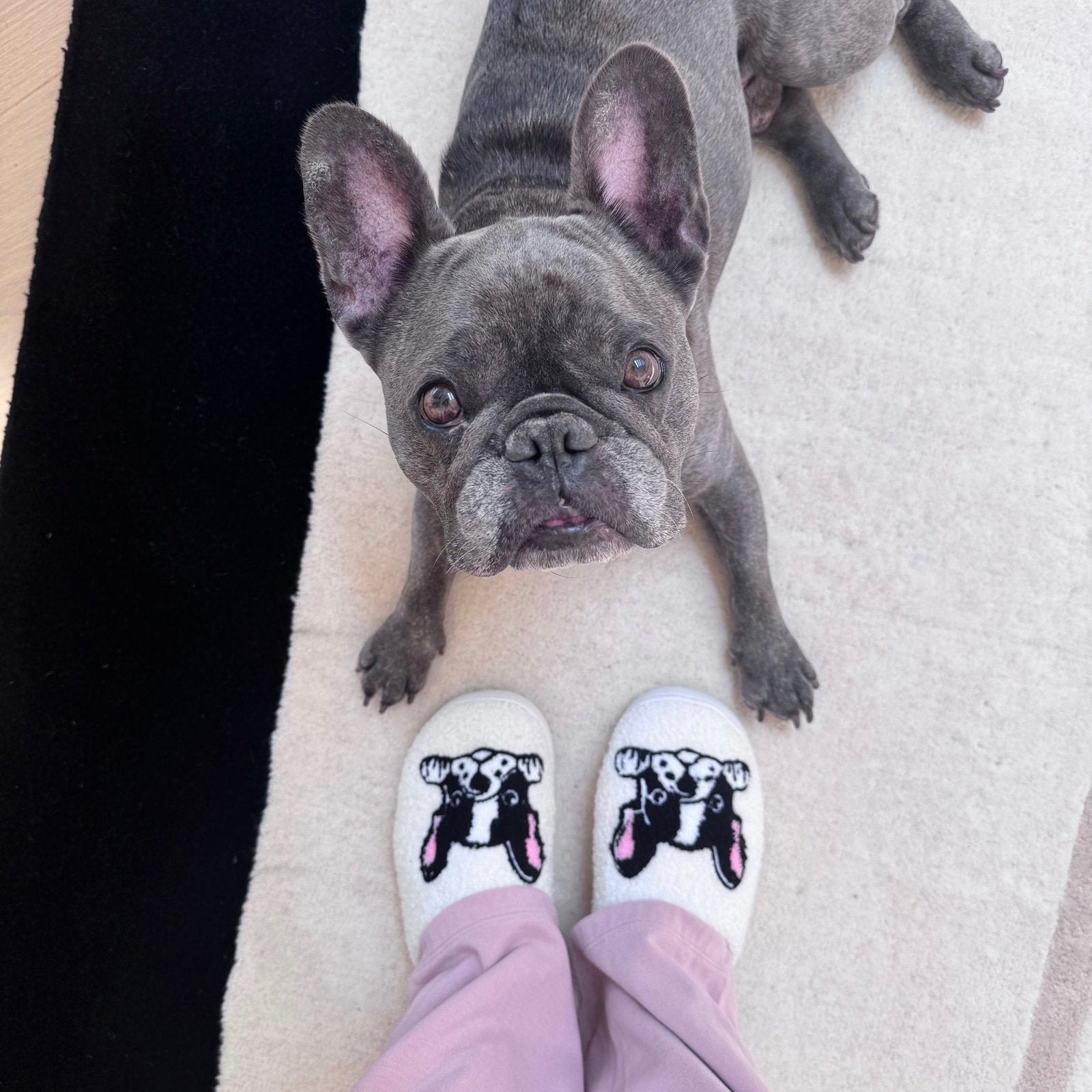 Sloffen met Boston terrier 3