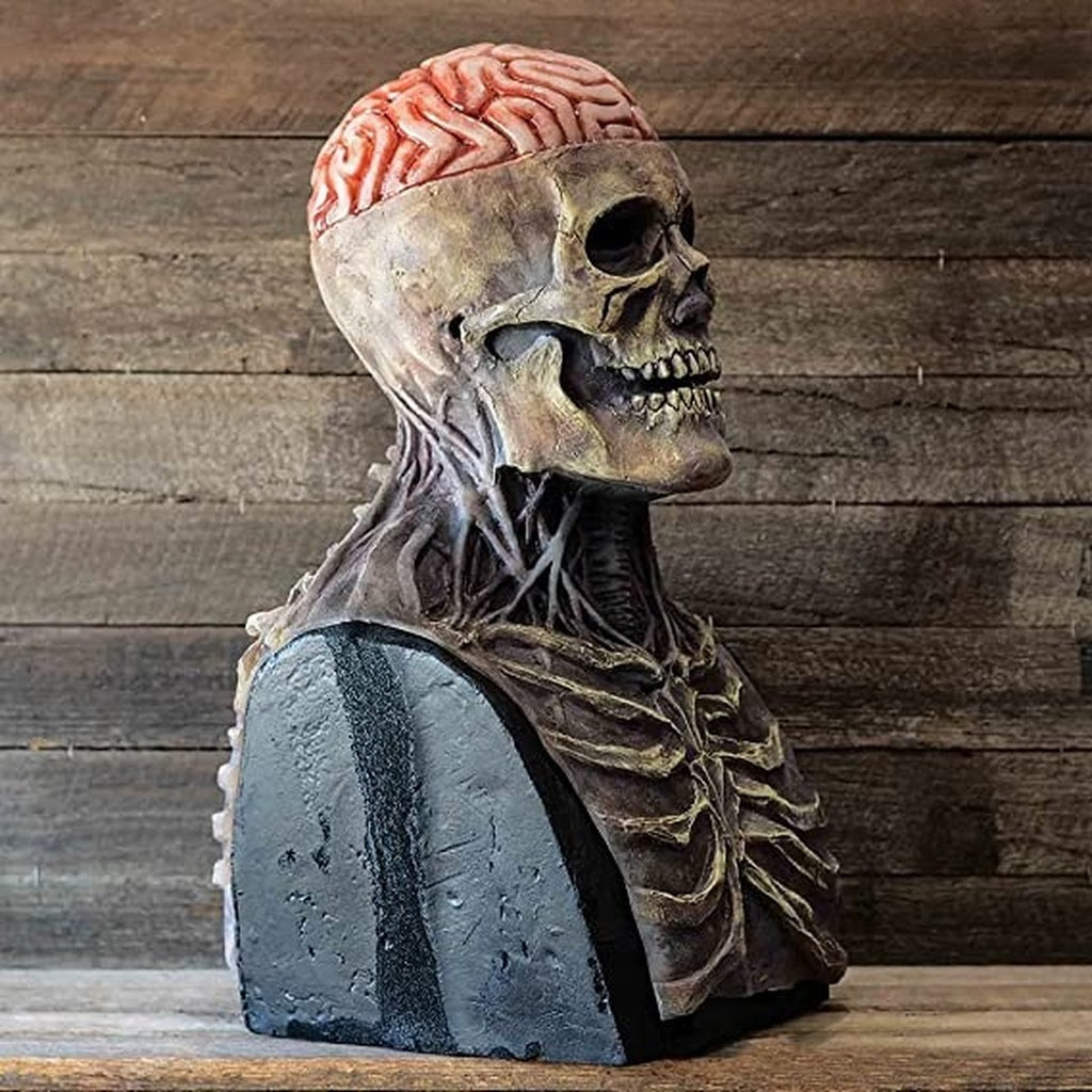 Skeletbuste met zichtbaar brein en ribben, grijze steen voet, zijaanzicht | Boutique Moda